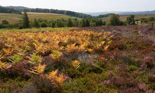 This landscape photograph captures the vibrant heather and bracken ferns at the Longshaw Estate in the Peak District, England, United Kingdom. Taken in the late morning during the height of summer, the image showcases the undulating hills blanketed with purple heather and golden bracken ferns, highlighting the rich plant life typical of this region. In the background, rolling hills dotted with trees add depth to the scene, emphasizing the character of the Peak District countryside. The lush vegetation and colourful plants create a striking visual typical of the estate's heathland during August, with the expansive heather and bracken ferns standing out as the main subjects of the photograph.
